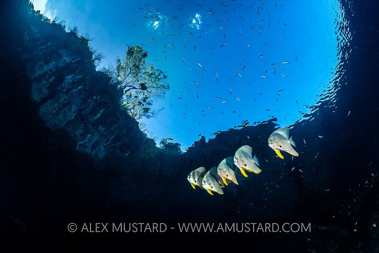 Batfish With Snells Window, Indonesia
