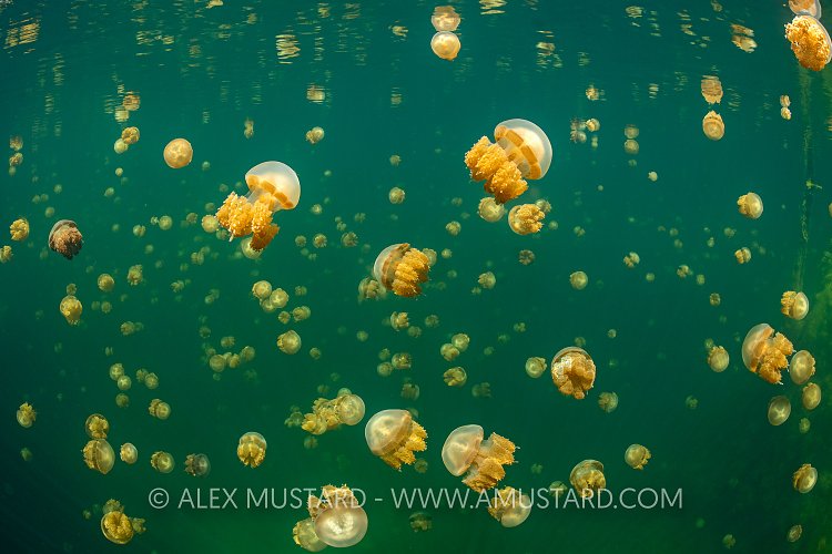 Jellyfish Lake, Indonesia