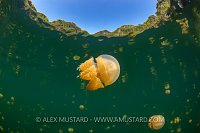Jellyfish Lake, Indonesia