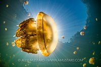 Jellyfish Lake, Indonesia