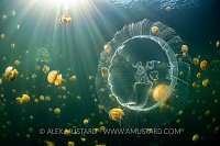 Jellyfish Lake, Indonesia