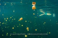 Snorkelling In Jellyfish Lake, Indonesia