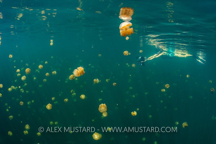 Snorkelling In Jellyfish Lake, Indonesia