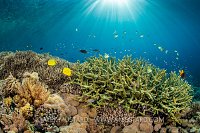 Coral Garden, Indonesia