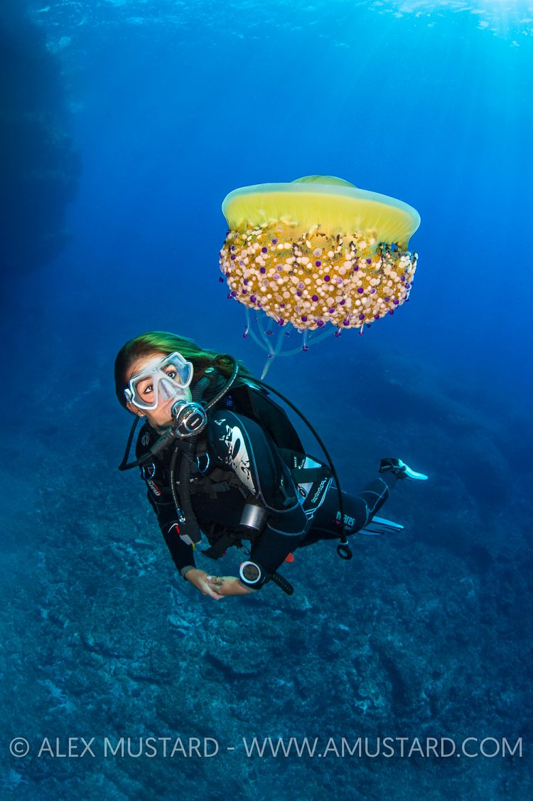 Diver With Jellyfish. Italy