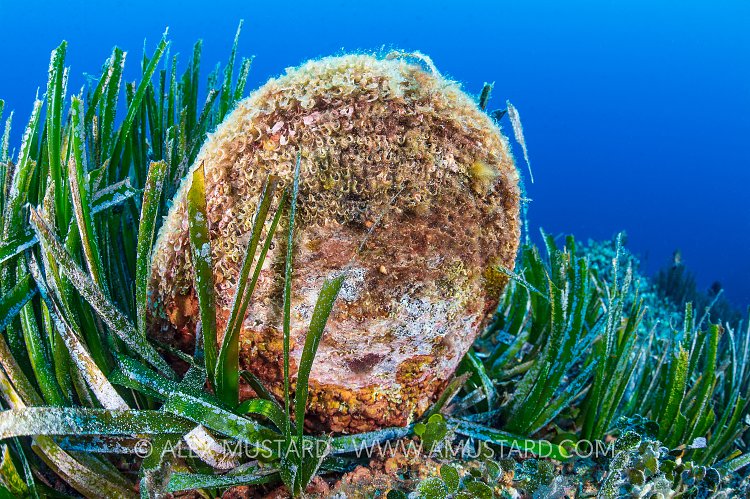 Pen Shell In Seagrass Meadow. Italy