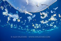 Jellyfish In Plastic Slick. Sri Lanka