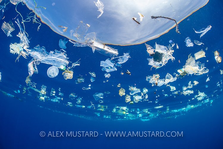 Jellyfish In Plastic Slick. Sri Lanka