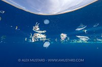Jellyfish With Plastic. Sri Lanka