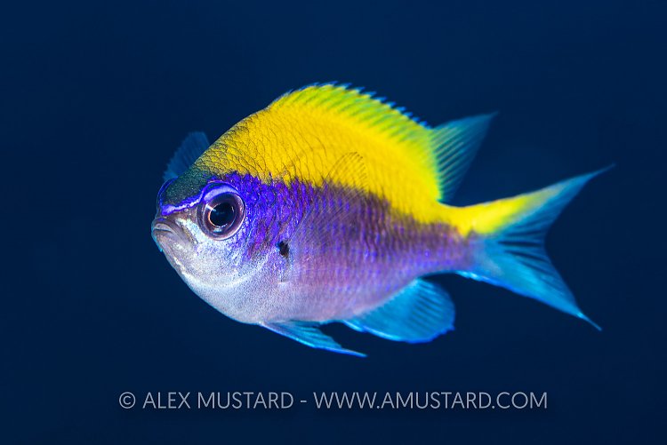 Shineshinefish Portrait, Cayman Islands