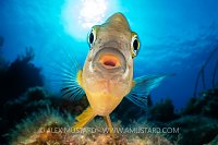 Three Spot Damselfish Attack, Cayman Islands