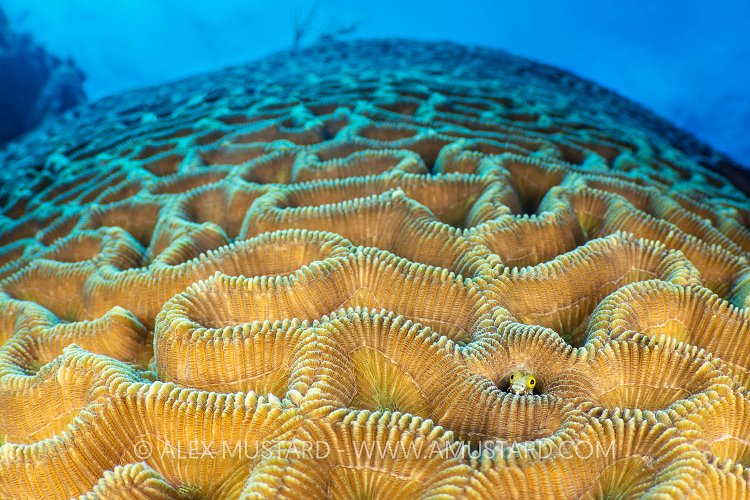 Blenny In Brain Coral, Cayman Islands