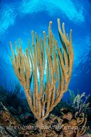 Sea rod soft coral, Cayman Islands