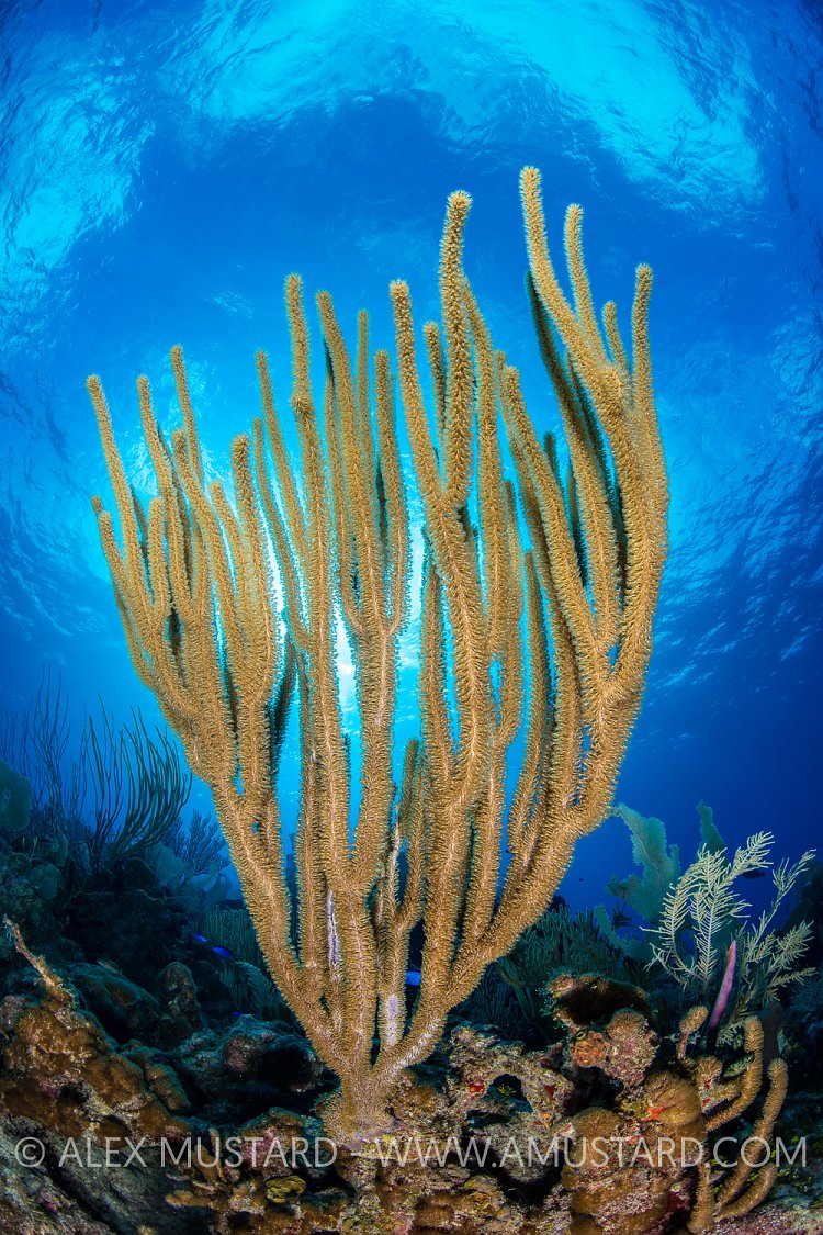 Sea rod soft coral, Cayman Islands