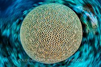 Brain Spin, Cayman Islands