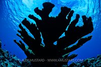 Elkhorn Silhouette, Cayman Islands