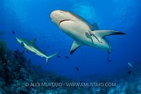 Pair of Reef Sharks, Cayman Islands
