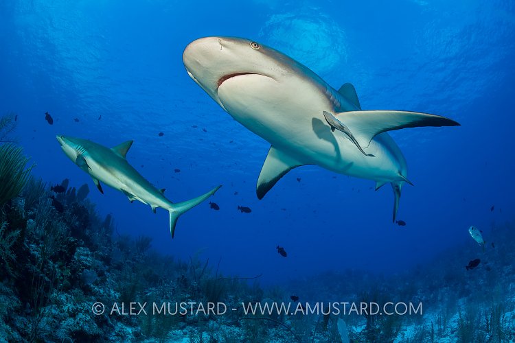 Pair of Reef Sharks, Cayman Islands