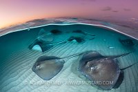 Stingray Split At Dawn, Cayman Islands