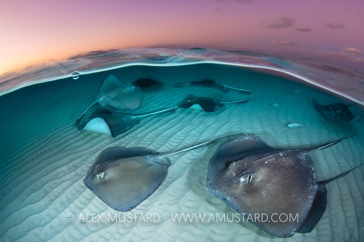 Stingray Split At Dawn, Cayman Islands