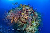 Diver Over Pinnacle, Cayman Islands