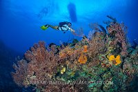 Diver Over Reef, Cayman Islands