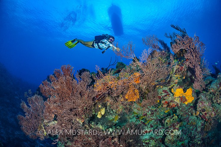 Diver Over Reef, Cayman Islands