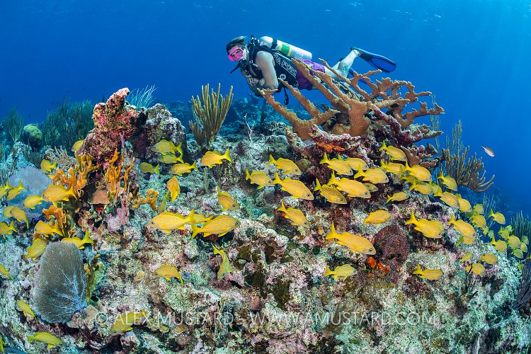 Diver On Reef, Cayman Islands