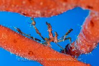 Neck Crab On Red Sponge, Cayman Islands
