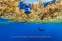 Sargasso Weed And Bucket, Cayman Islands