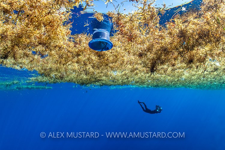 Sargasso Weed And Bucket, Cayman Islands