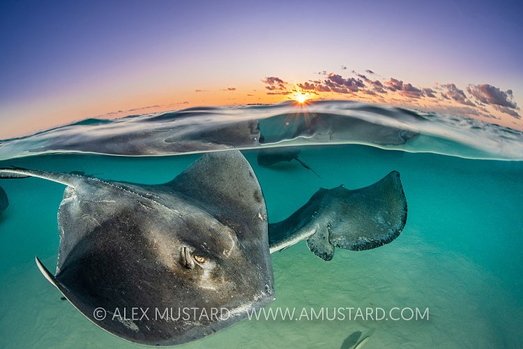 Stingray Split At Dawn, Cayman Islands