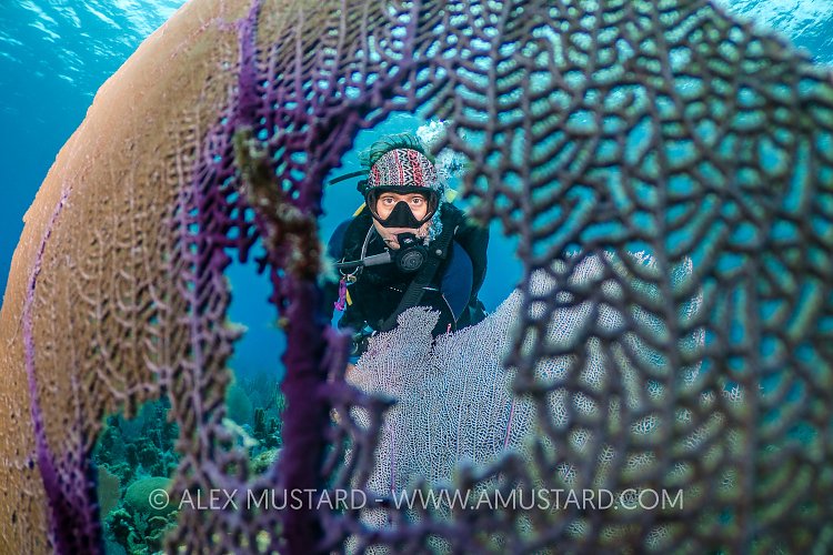 Diver Through Fan, Cayman Islands