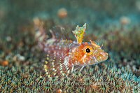 Triplefin, Cayman Islands