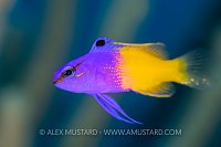 Fairy Basslet On Reef, Cuba