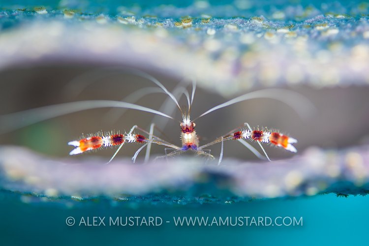 Shrimp In Sponge, Cuba