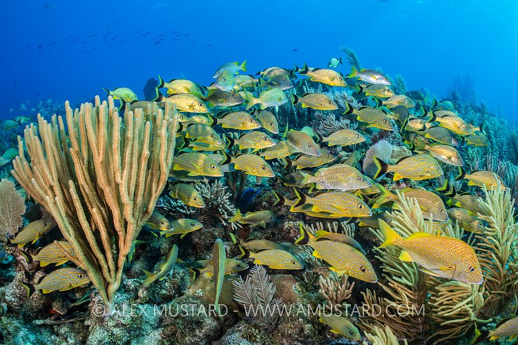 A mixed school of grunts (bluestriped grunt: Haemulon sciurus and white grunt: Haemulon plumieri) sheltering in sea plumes (Pseudopterogorgia sp.) and porous sea rods (Pseudoplexaura sp.) on a coral reef. Jardines de la Reina, Gardens of the Queen National Park, Cuba. Caribbean Sea.