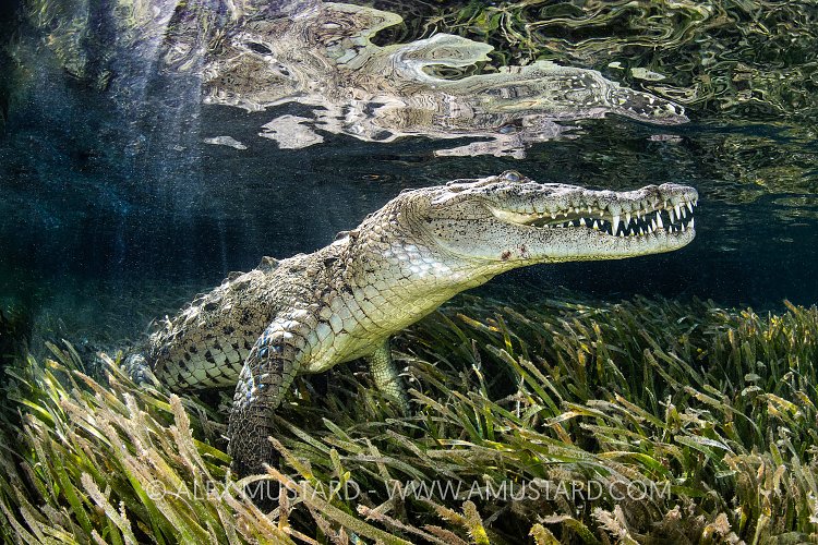 Crocodile In Mangroves, Cuba