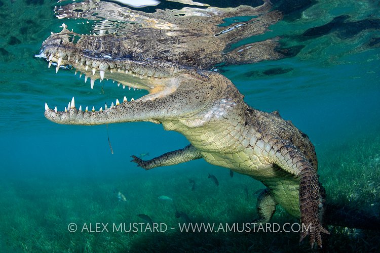Crocodile At Surface, Cuba
