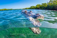 Crocodile At Surface, Cuba
