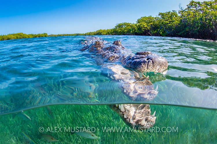 Crocodile At Surface, Cuba