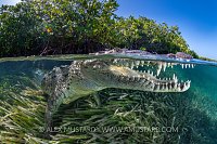 Crocodile In Mangrove Forest. Cuba