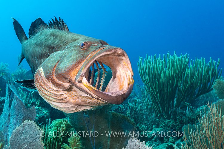 Yawning Grouper, Cuba