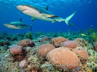 Reef Sharks Over Reef, Cuba