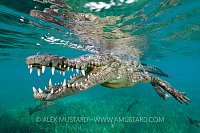 Smiling Crocodile, Cuba
