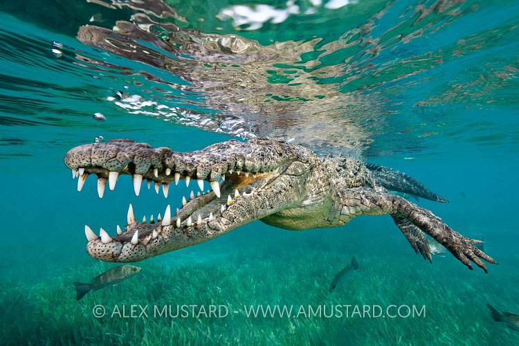 Smiling Crocodile, Cuba