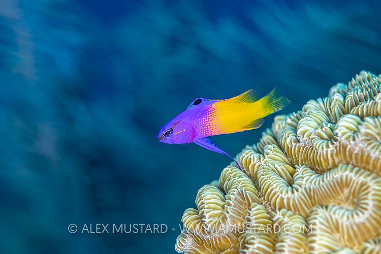 Fairy Basslet On Reef, Cuba