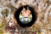 Roughhead Blenny, Cuba