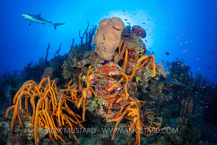 Busy Reef Scene, Cuba