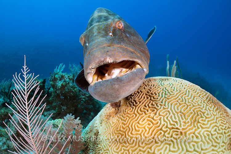 Black Grouper, Cuba